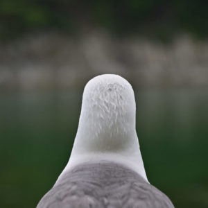 鳥の頭からしか得られないものがある