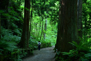 青森・十和田神社、新緑の参道に木漏れ日が差し込む静寂な風景（撮影:Nikon Z50）