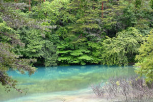 新緑の季節、福島・五色沼の青沼がエメラルドグリーンに輝く神秘的な絶景（撮影:Nikon Z50）