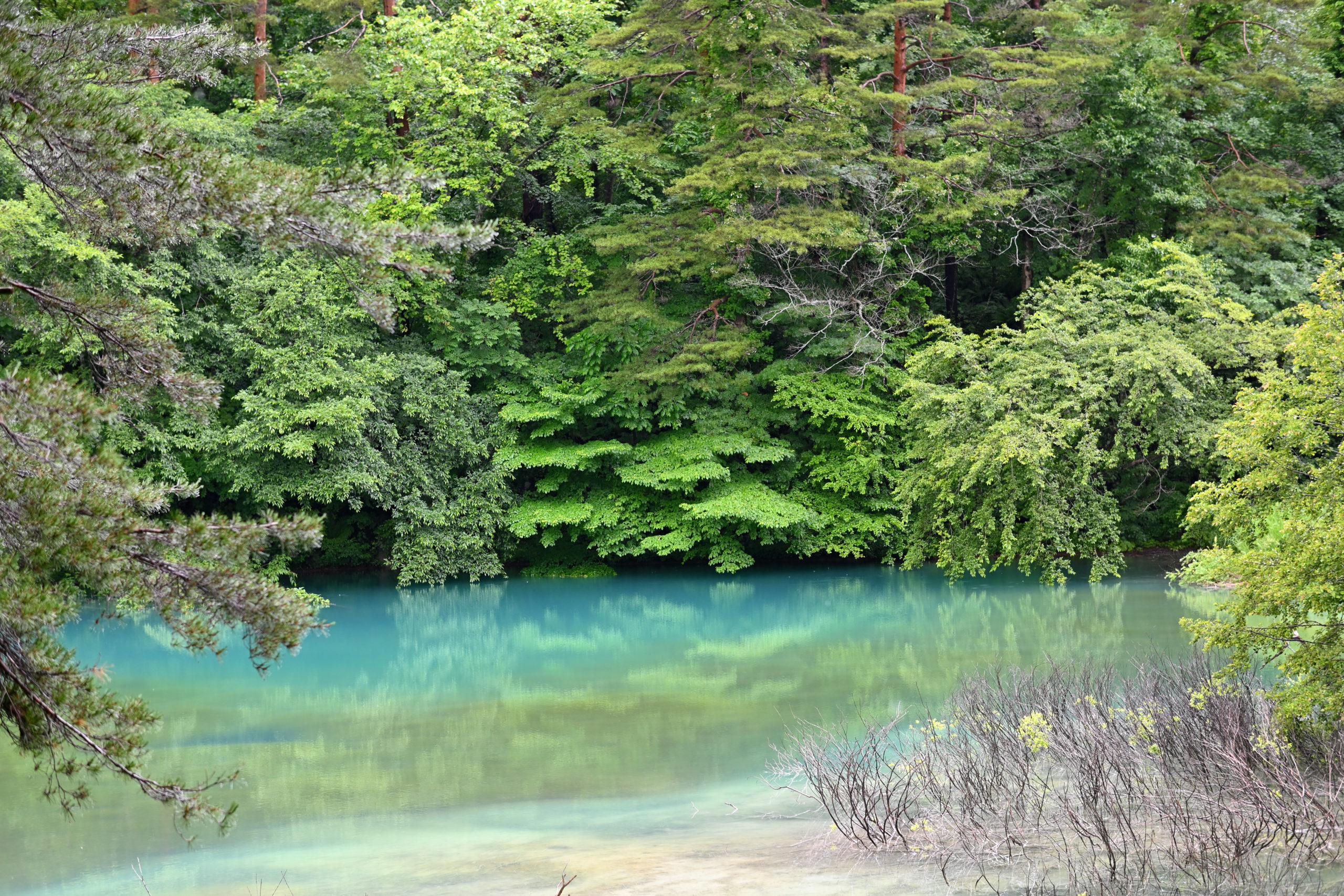 新緑の季節、福島・五色沼の青沼がエメラルドグリーンに輝く神秘的な絶景（撮影:Nikon Z50）