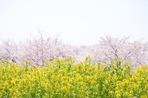 群馬・赤城南面千本桜、満開の桜並木と一面の菜の花が描く春の彩りの絶景（撮影:Nikon Z6III）