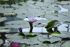 静岡・掛川花鳥園の水辺に咲くスイレンと花の水面の風景（撮影:Nikon Z6III）
